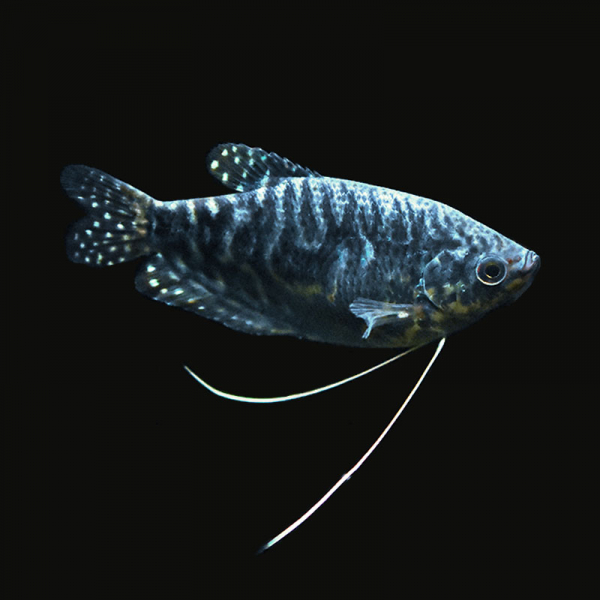 Blauer Fadenfisch, Trichogaster trichopterus var. Blue